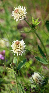 Vahşi doğada, dağ yoncası (Trifolium montanum) otların arasında yetişir.