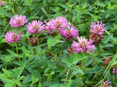 In the meadow, among the wild grasses blooms clover middle  (Trifolium medium) 