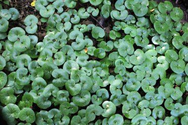 Asarum europaeum vahşi ormanda yetişir.