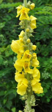 Yazın, vahşi doğada ortak mullein, (Verbascum phlomoides) çiçek