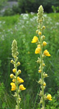 Yazın, vahşi doğada ortak mullein, (Verbascum phlomoides) çiçek