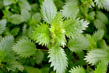 Vahşi doğada, ısırgan otu büyür (Urtica idrarı)