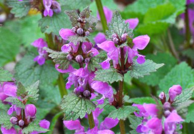 Vahşi, sağır, ısırgan otu morunda çiçek açar (Lamium purpureum))