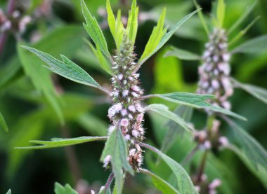 Otların arasındaki çayırlarda büyüyen ve açan köpek ısırgan otları beş ağızlıdır (Leonurus quinquelobatus)