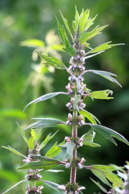 Otların arasındaki çayırlarda büyüyen ve açan köpek ısırgan otları beş ağızlıdır (Leonurus quinquelobatus)