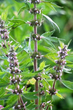 Otların arasındaki çayırlarda büyüyen ve açan köpek ısırgan otları beş ağızlıdır (Leonurus quinquelobatus)