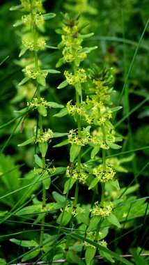 Vahşi bitki Cruciata glabra baharda ormanda yetişir.