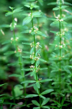 Vahşi bitki Cruciata glabra baharda ormanda yetişir.