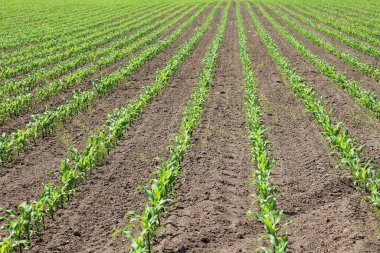 Çiftçi tarlasında bir sıra taze mısır fidanı var..