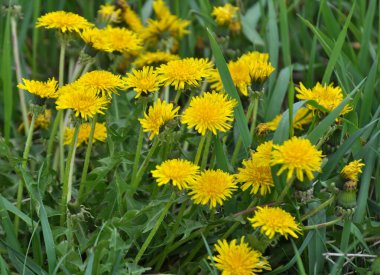 Karahindiba (Taraxacum officinale) baharda vahşi doğada yetişir.