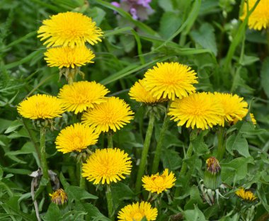 Karahindiba (Taraxacum officinale) baharda vahşi doğada yetişir.