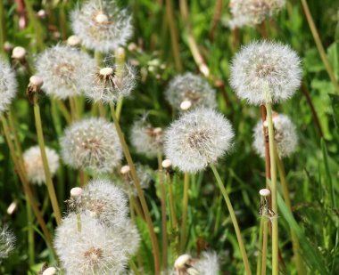 İlkbaharda, bir karahindiba otların arasındaki bir çayırda soldu.