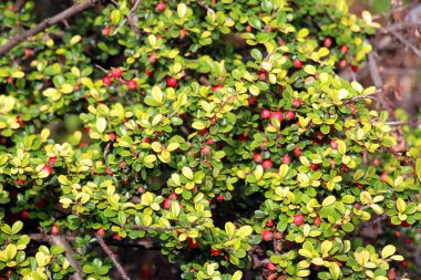 Bahçede kronometre yatay bir çalı yetişiyor. 