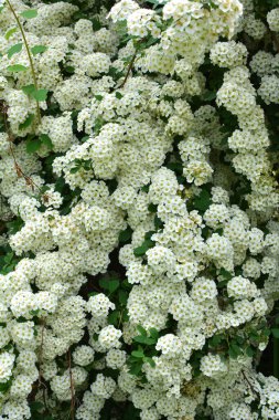 Bahçede süslü çalılar açar..