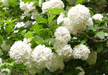 Süslü çalı viburnum opulus var. Steril çiçek doğada beyazdır.