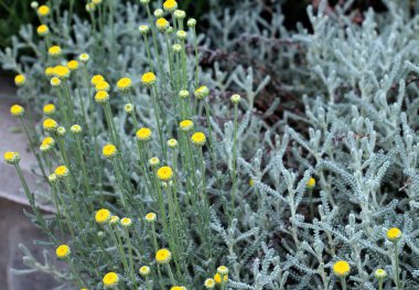 Bahçede yemyeşil bir Santolina çalısı açıyor.
