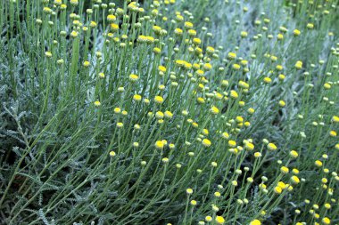 Bahçede yemyeşil bir Santolina çalısı açıyor.