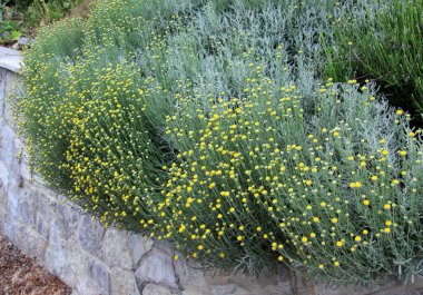 Bahçede yemyeşil bir Santolina çalısı açıyor.