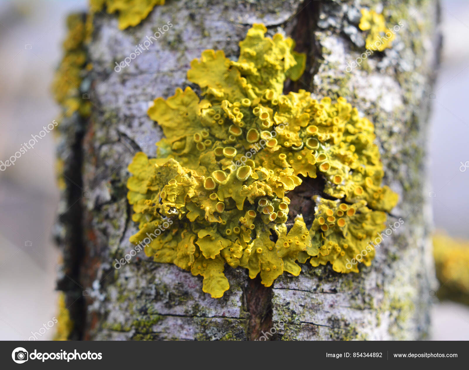 Imagens de Xantoma sem royalties | DepositPhotos, image size:1600x1263