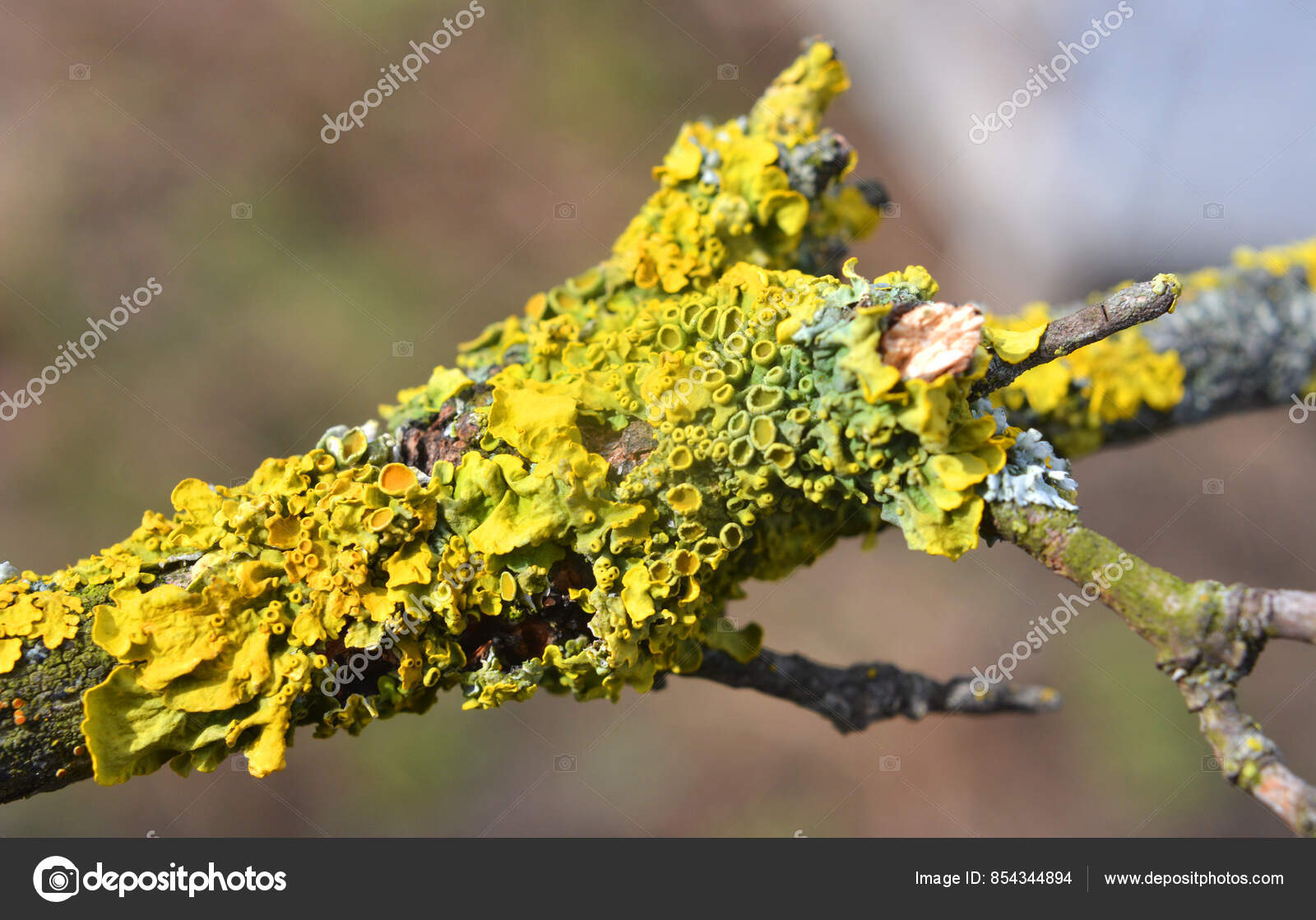 Imagens de Xantoma sem royalties | DepositPhotos, image size:1600x1119