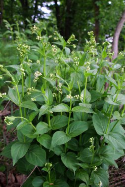 İlkbaharda, Vincetoxicum hirundinaria ormanda çiçek açar.