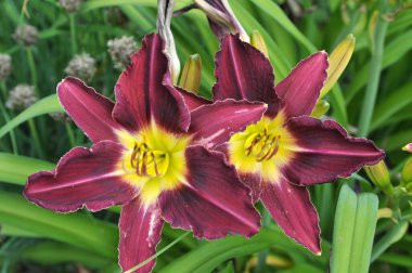 Bahçedeki çiçek tarhında zambaklar çiçek açıyor.