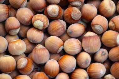 Fındık meyvesi hasadı yığının üzerinde toplanır.