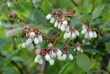 Baharda meyve bahçesinde yabanmersini çalısı açar.