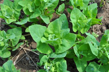 İlkbaharda, yenilebilir bitki bahçesi orach (Atriplex hortensis) açık zeminde yetişir.