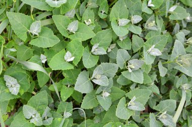 İlkbaharda, yenilebilir bitki bahçesi orach (Atriplex hortensis) açık zeminde yetişir.