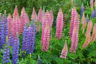 Baharda bahçede luplar açar.