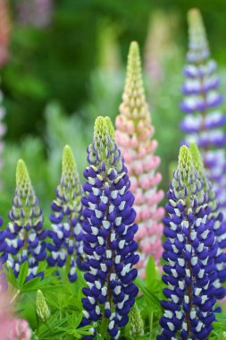 Baharda bahçede luplar açar.