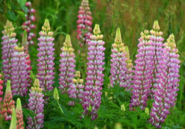 Baharda bahçede luplar açar.