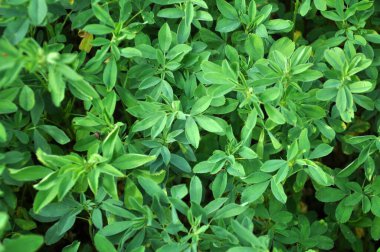 Bahar tarlasında genç yoncalar büyür.