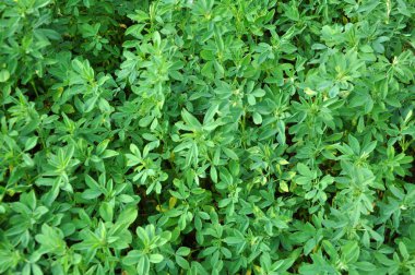 Bahar tarlasında genç yoncalar büyür.