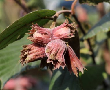 Fındık ağacının dalında meyveler olgunlaşır.