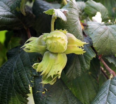 Fındık ağacının dalında meyveler olgunlaşır.