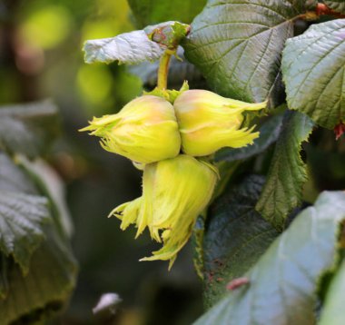 Fındık ağacının dalında meyveler olgunlaşır.