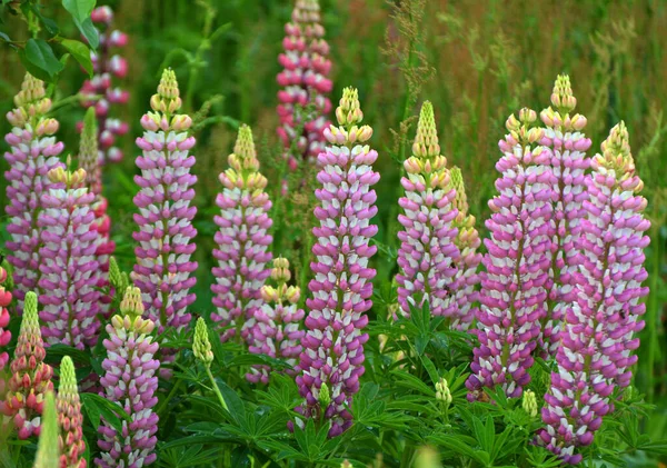 Baharda bahçede luplar açar.