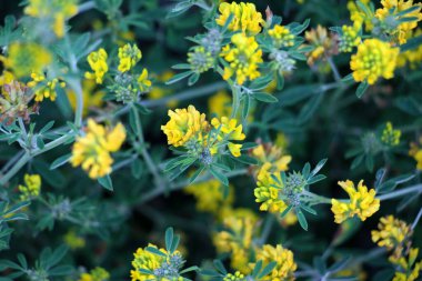 Orak şekilli yonca (Medicago falcata) doğada çiçek açar.