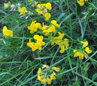 Lotus corniculatus çayırlarda, yabani otların arasında yetişir.
