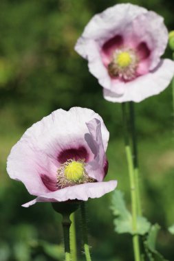 Yazın karada uykulu haşhaş (Papaver somniferum) yetişir.
