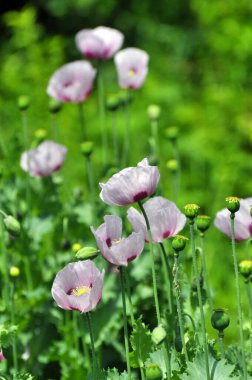 Yazın karada uykulu haşhaş (Papaver somniferum) yetişir.