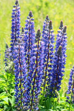 Lupine çok yapraklı (Lupinus polyphyllus) bir çayırda yetişir.