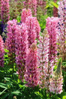 Lupine çok yapraklı (Lupinus polyphyllus) bir çayırda yetişir.