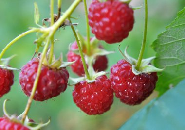 Çalı dalında ahududu ve yeşil yapraklar.