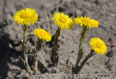 Doğada, ilkbahar erken çiçek açar bal ve ilaçlar coltsfoot (Tussilago farfara)
