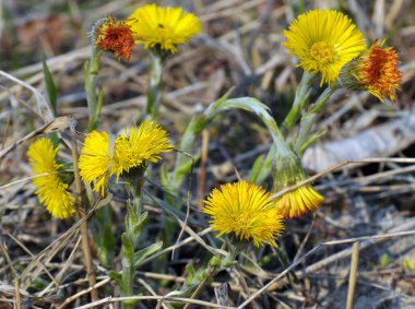 Doğada, ilkbahar erken çiçek açar bal ve ilaçlar coltsfoot (Tussilago farfara)