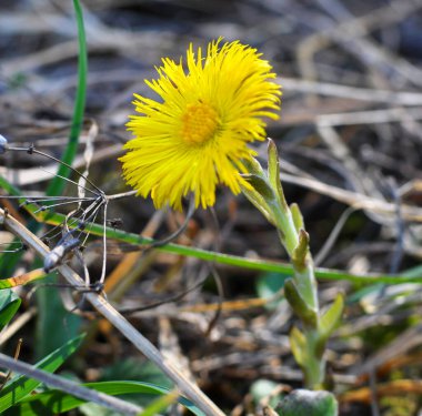 Doğada, ilkbahar erken çiçek açar bal ve ilaçlar coltsfoot (Tussilago farfara)