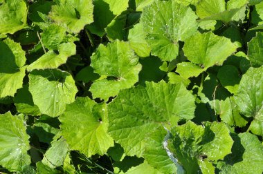 Tussilago farfara yazın vahşi doğada yetişir.